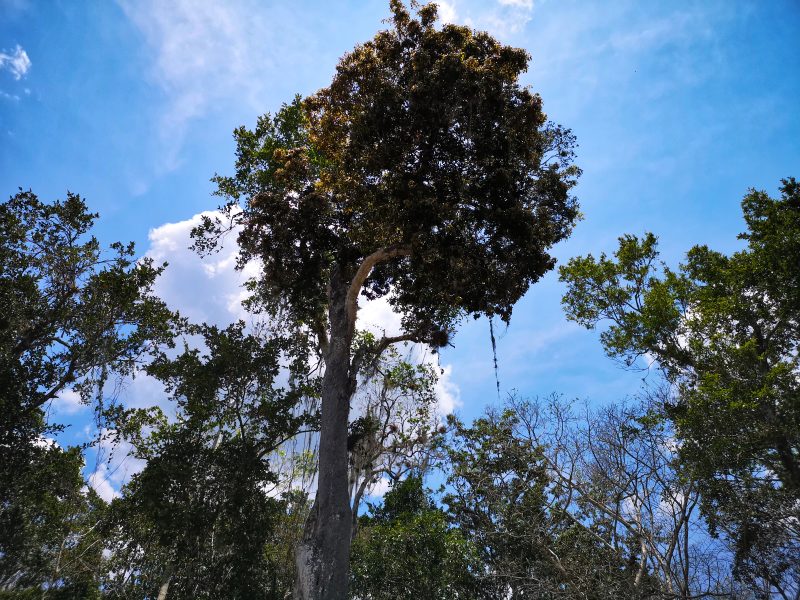 mexiko-yucatan-rundreise-mayastätte calakmul1