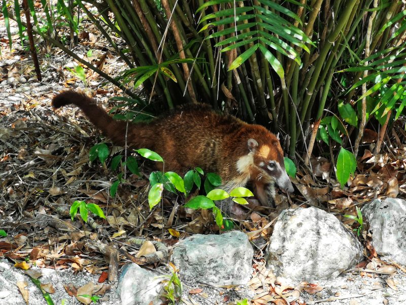 mexiko-yucatan-rundreise-calakmul-mayastätte-nasenbär